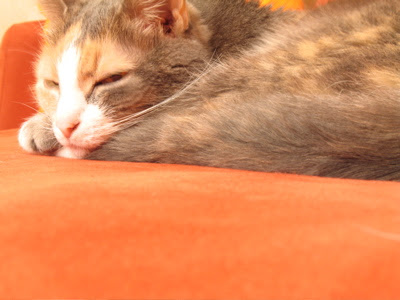 Grisou auf dem Sofa