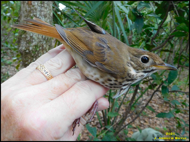 Hermit Thrush