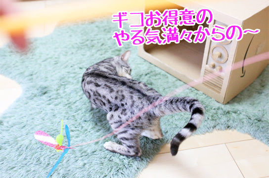 シルバーベンガル猫