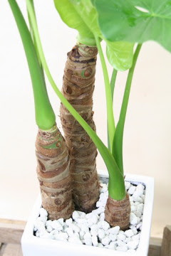 クワズイモ 野菜 果物 園芸栽培
