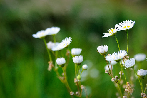 Flowers blur