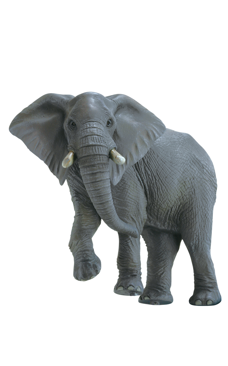 サバンナ Savanna ネイチャーテクニカラー公式