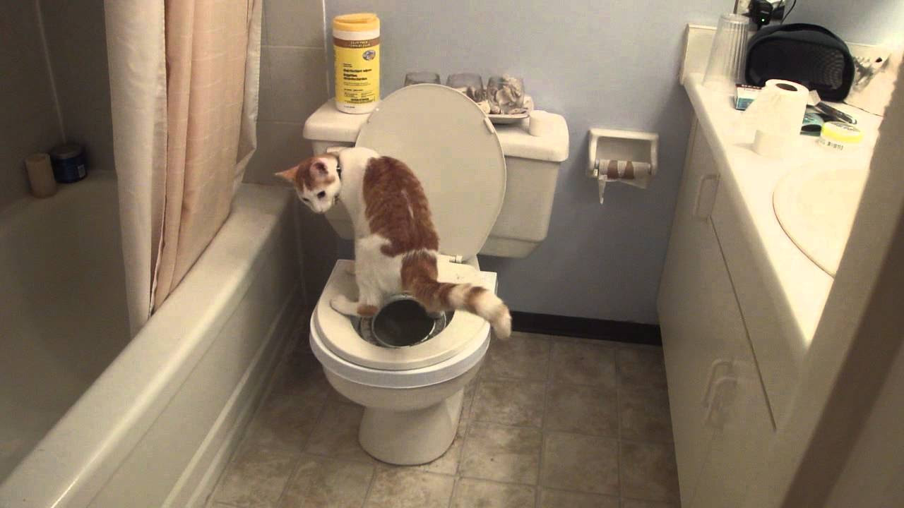 Calvin the cat poops in the toilet - YouTube