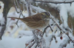 Icy White throated sparrow