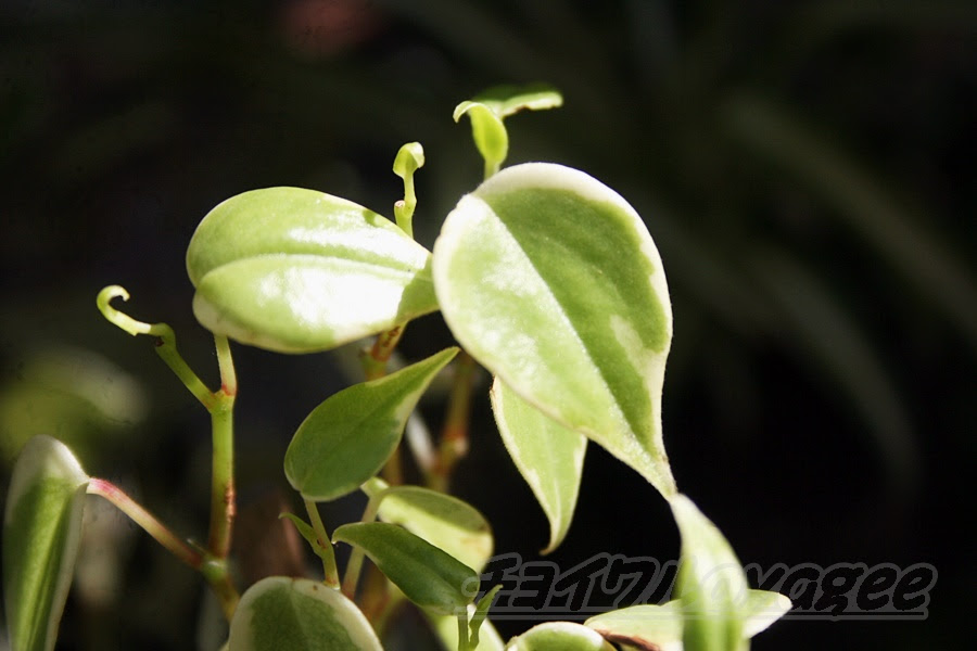 ペペロミアの管理 育て方や増やし方 水やり 失敗しないコツをご紹介