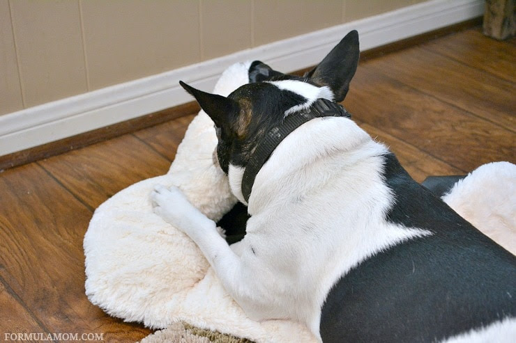 Learn How to Teach Your Dog Manners! #CesarHomeDelights #sponsored