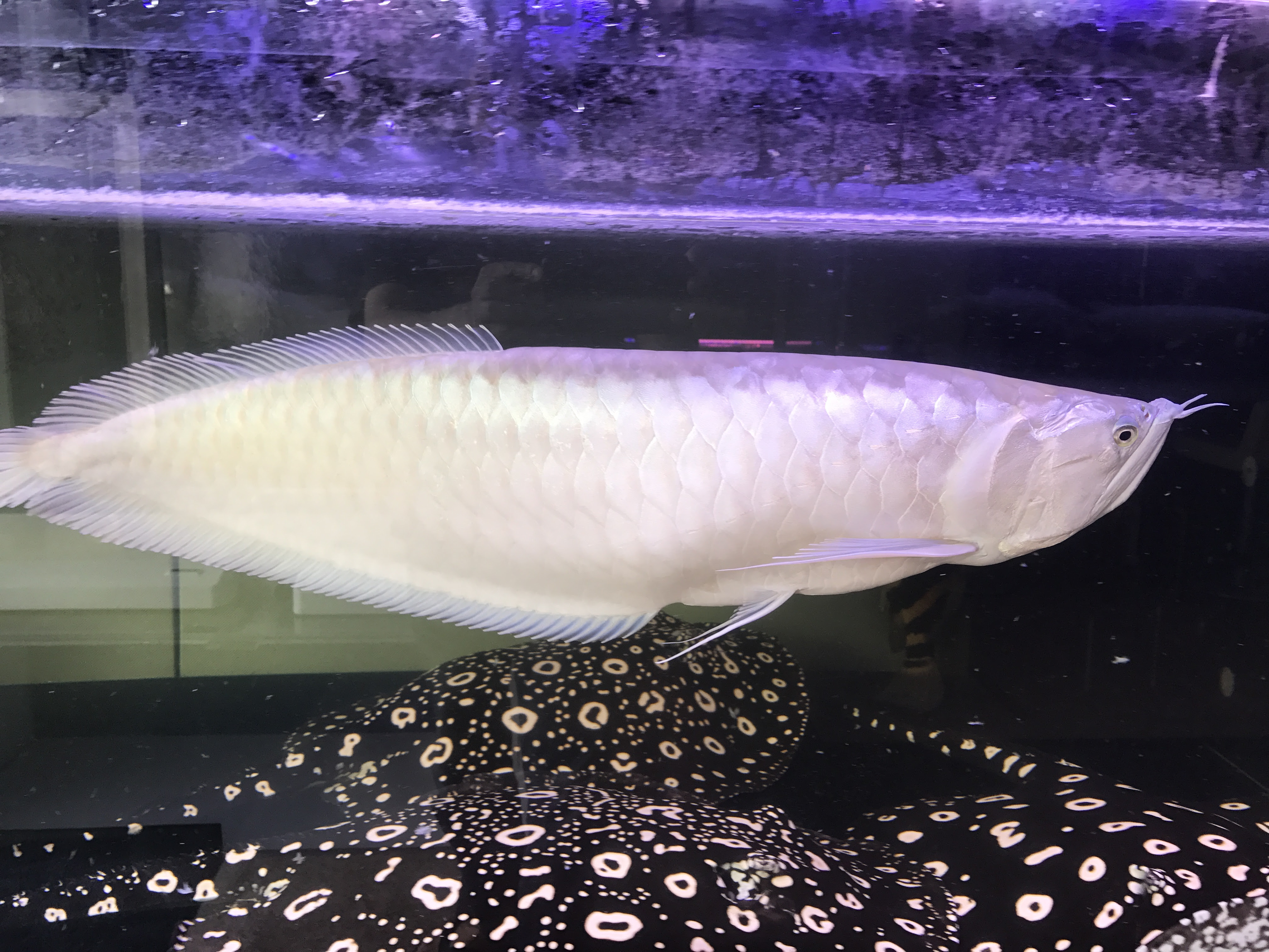 その他 大型魚 アクアルームボス