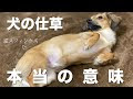 犬 仕草 意味 278509