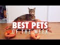 Pet videos are good any day of the week, 