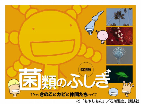 もやしもん オリゼーがナビゲートする 菌類のふしぎ 展 右も左も菌だらけ アキバ経済新聞