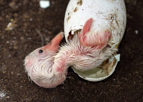 動物好き必見 卵から生まれる動物の孵化したての貴重なシーンまとめ Ideahack