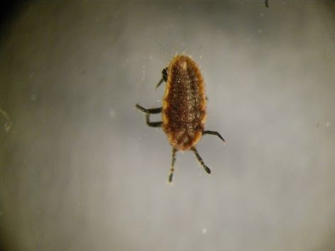 春に発生する小さな虫 虫捕りたちのつぶやき