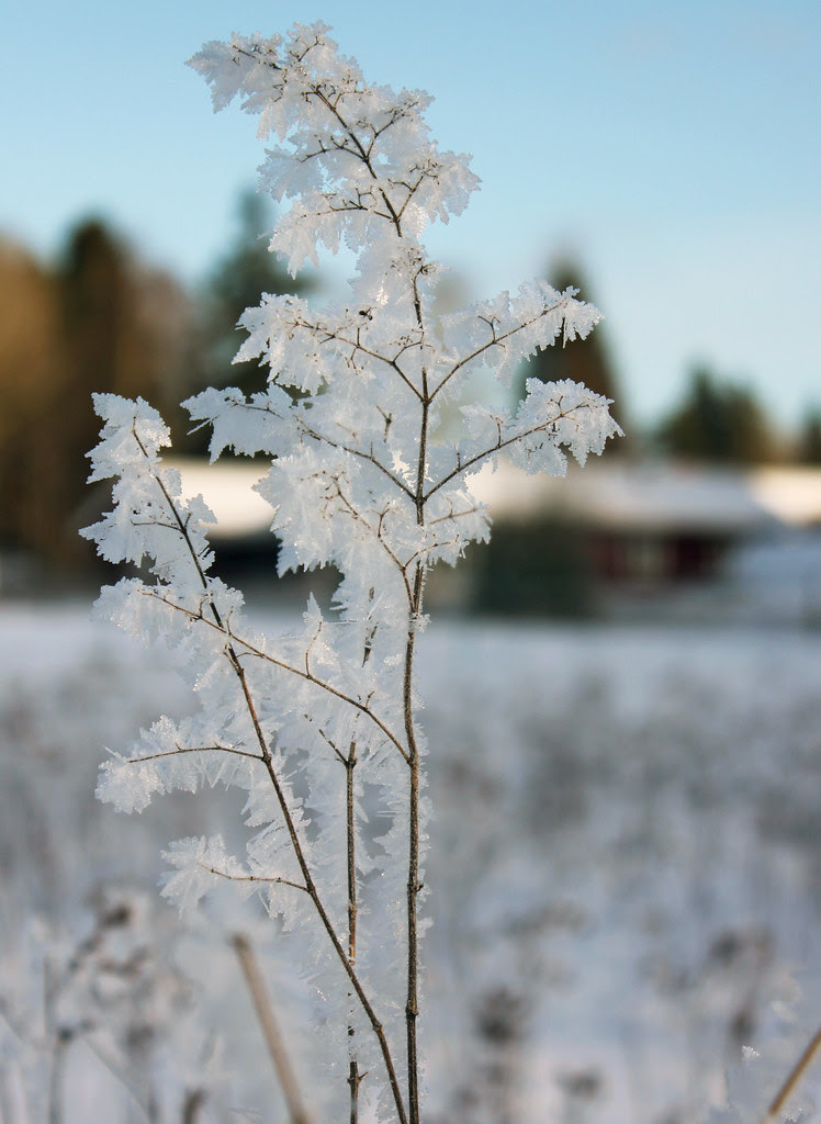 A Frosty Day