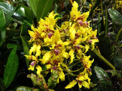Plantas del Amazonas: Orquídea verde