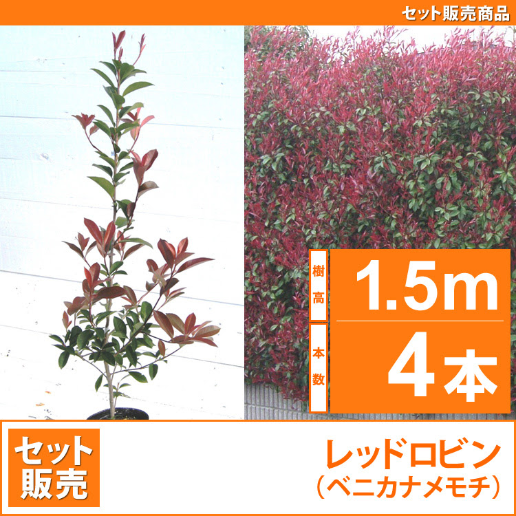 レッドロビン 西洋紅カナメ アカメ 高さ1 0ｍ