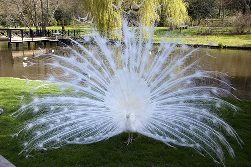 Albino Peacock