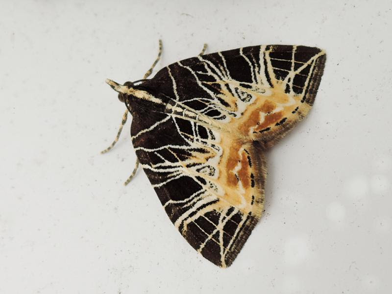 北茨城周辺の生き物 勿来の関で見られた蛾 ７月 １９