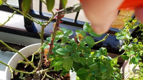 鉢植えのバラ ミニバラの冬の強剪定 実践編