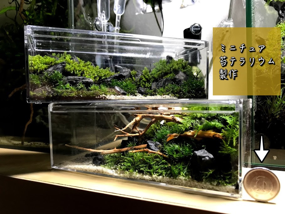 苔を使って 水草レイアウト風 苔テラリウムを作ってみた Aqua24アクアリウム