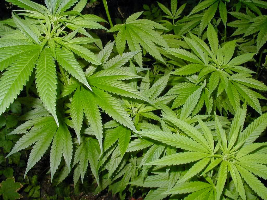 みんな吸ってるって本当 留学生の大麻 マリファナ 事情 留学エージェントblossa