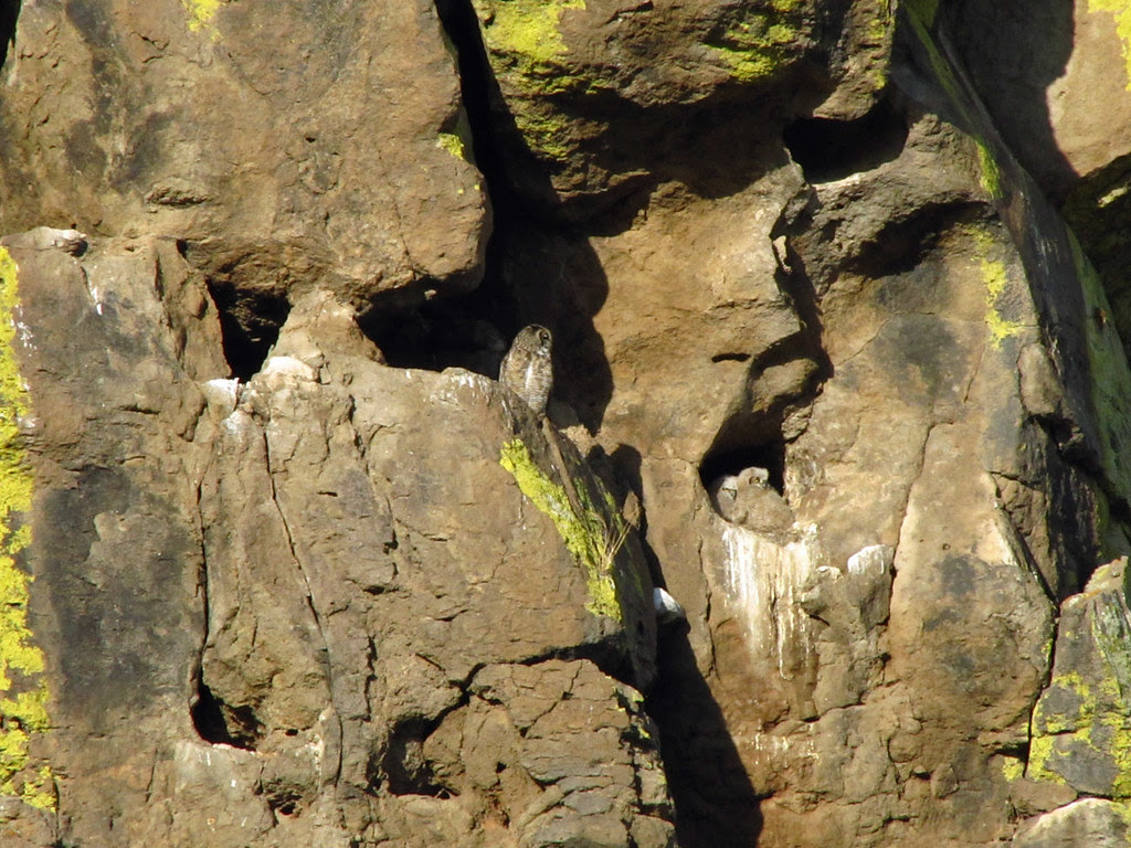 Great Horned Owlets 2/3
