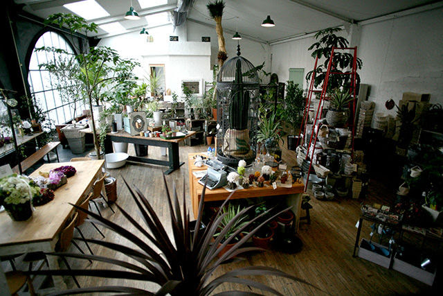 Cotoha Plants Antiques Naotake Par