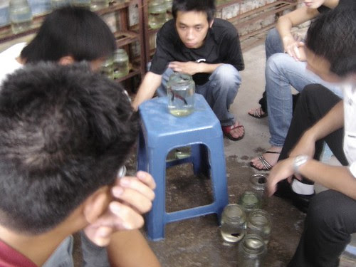 Nghi Tam- fish supply