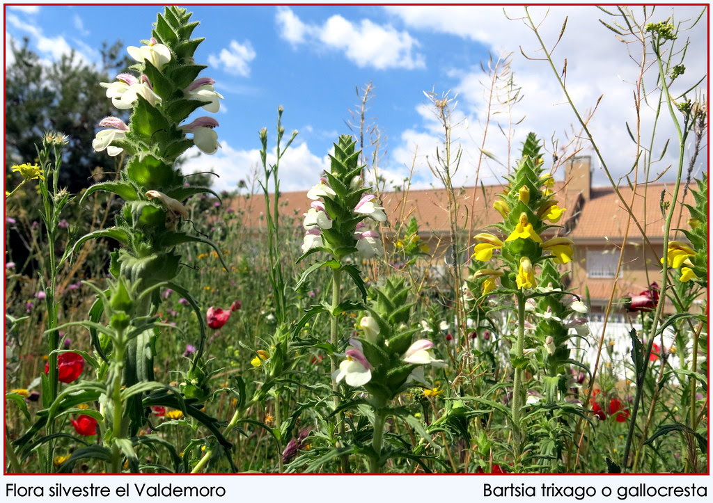 Flora silvestre en Valdemoro