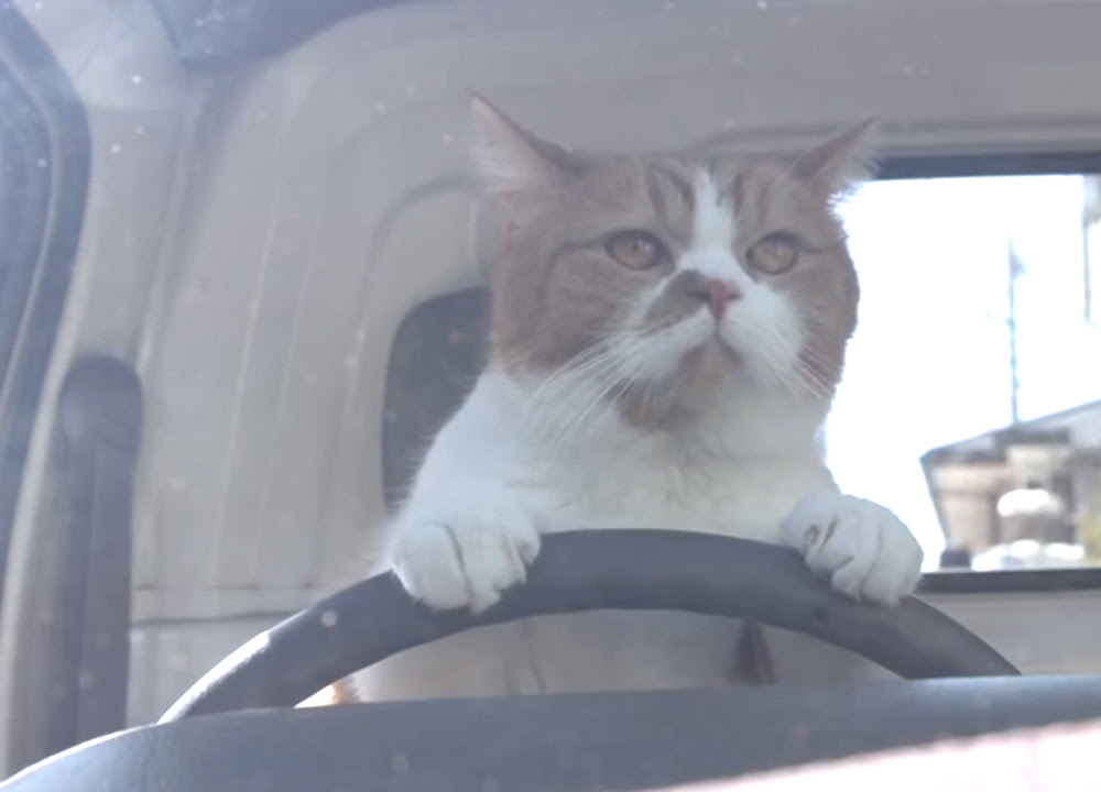 Yモバイルcmで運転する猫の種類 名前は 気だるさ全開でブレイク中の ふてネコ の正体 こくまろトレンディ