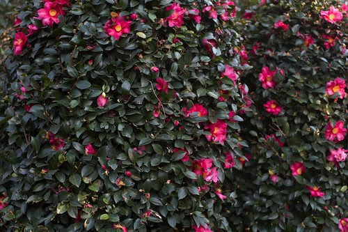 winter flowers pictures
