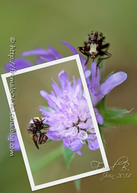 Conopidae