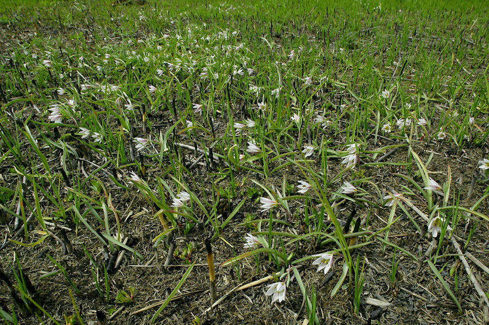 アマナ 植物検索 撮れたてドットコム