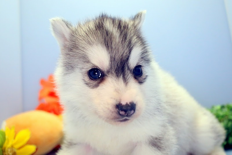 シベリアンハスキー ブリーダーの子犬ならディーポケット