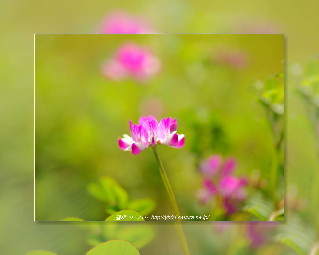 春の花 レンゲソウ 高画質 1280 1024 デスクトップ無料壁紙