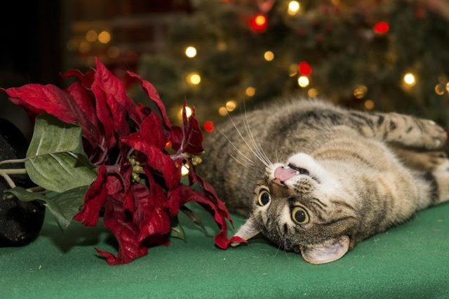 Are Poinsettias Poisonous to Cats? with Pictures  eHow