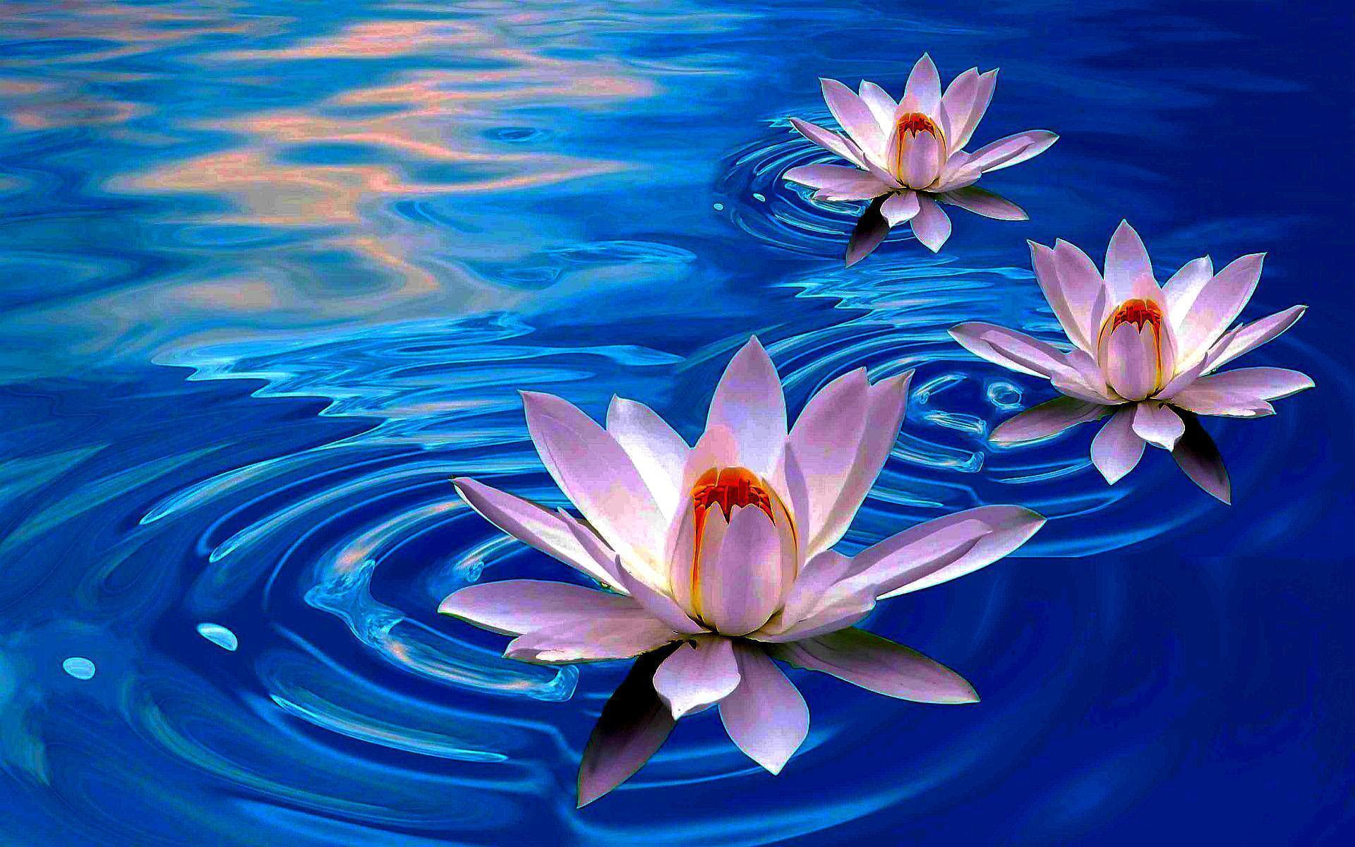  Lotus  Flower Wallpapers  Wallpaper  Cave