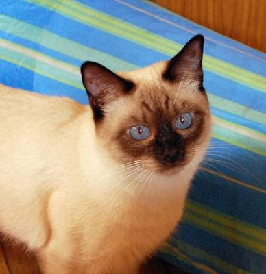 WCF Thai cat or apple head Siamese cat