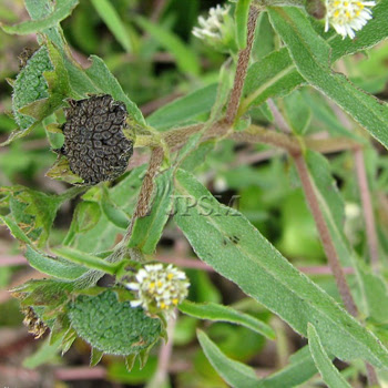 Tumbuhan Ubatan - Forestry Department Peninsular Malaysia
