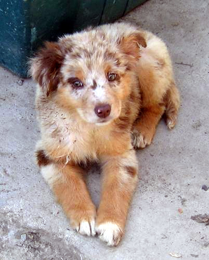 http://upload.wikimedia.org/wikipedia/commons/3/39/Australian_Shepherd_puppy_redmerle.jpg