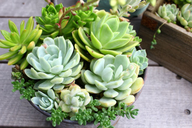 多肉植物 雑貨と暮らす