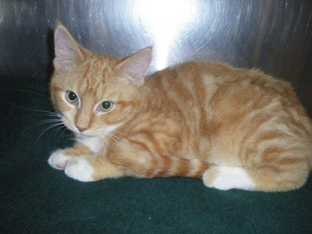 Kitten Adoption | New Jersey Veterinary Blog