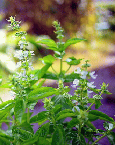 花 バジル 7月22日の花と花言葉 バジル 魅る魅るガーデニング