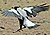 Maria Island Magpie.jpg