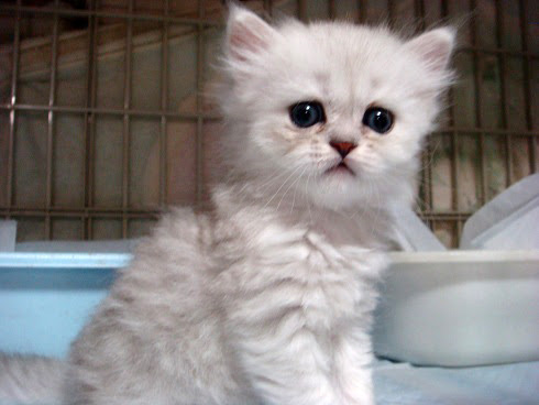 チンチラ子猫 里親募集中 ｃａｔｔｅｒｙ K O L R A B I 楽天ブログ