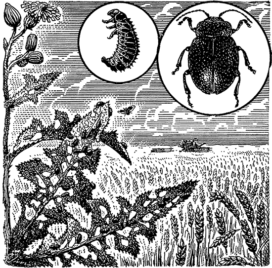 Друзья-насекомые