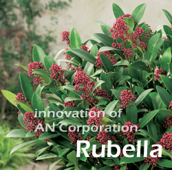 スキミア Skimmia