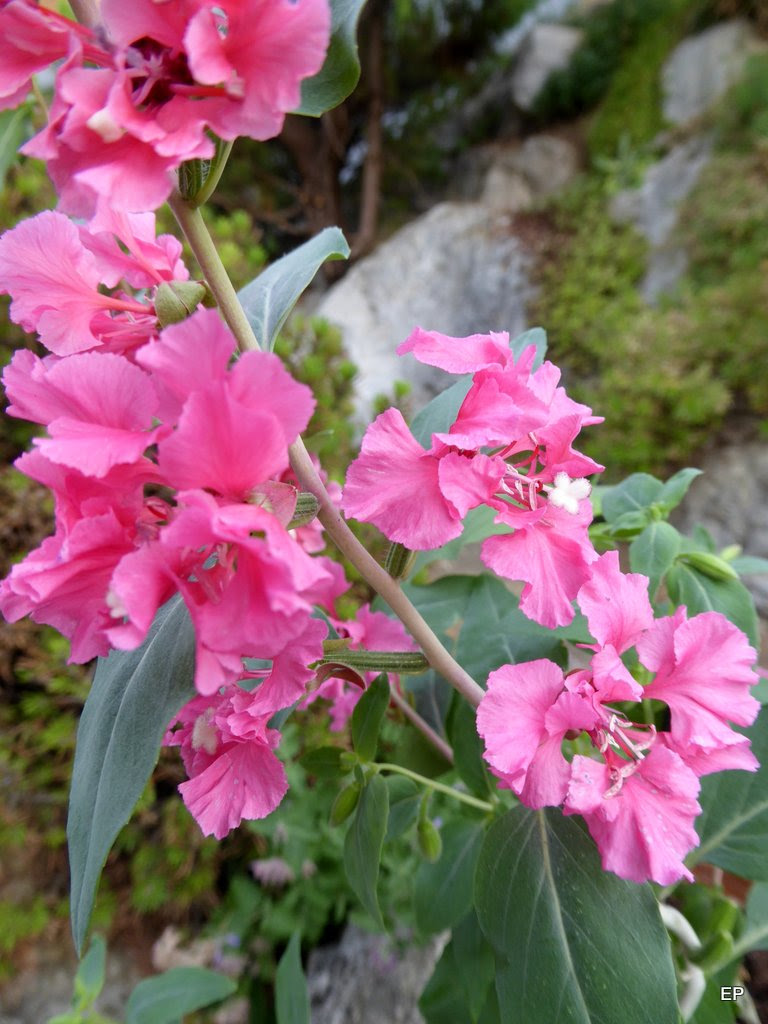 Staude/Baum/Busch, wer kennt uns? - Mein schöner Garten Forum