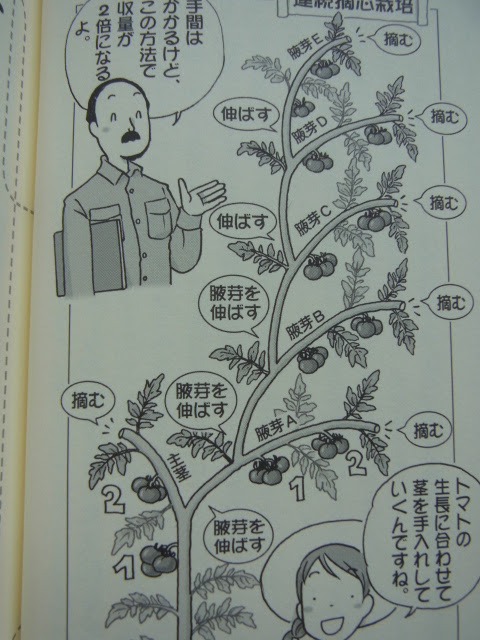 となりの畑とオレの畑 とまとの連続摘芯栽培に挑戦