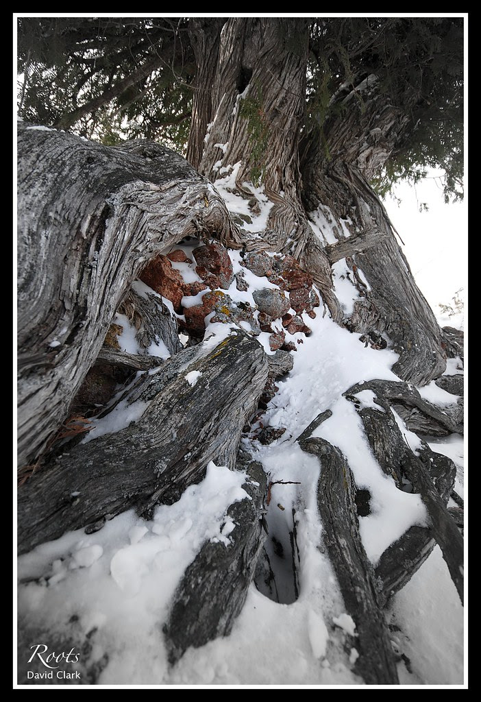 A tree with roots crawling along the ground. It has managed to pick up a chunk of red Copper Harbor Conglomerate as it has grown up.
