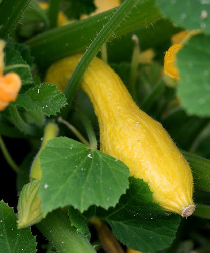 yellow crookneck squash